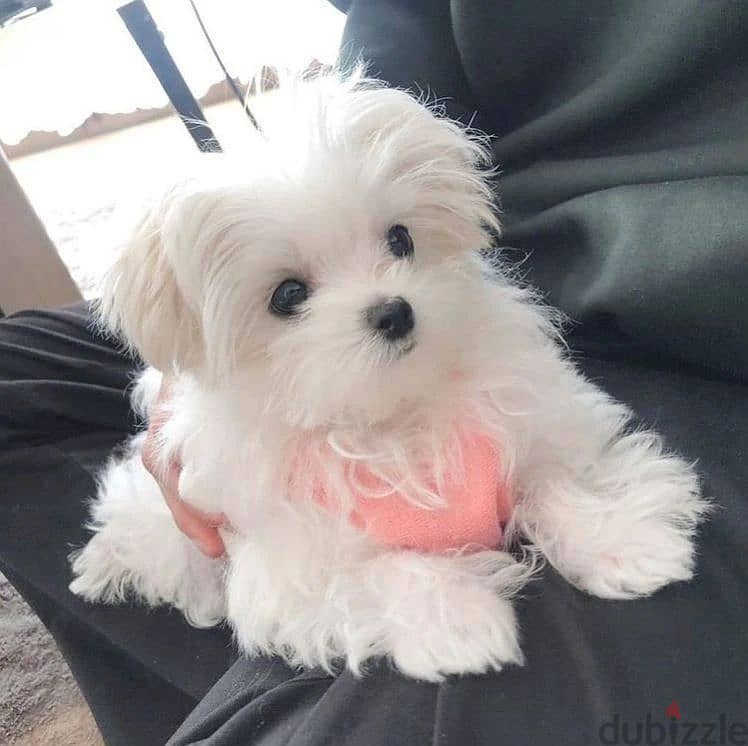 Maltese puppies// WhatsApp +97455937699 0