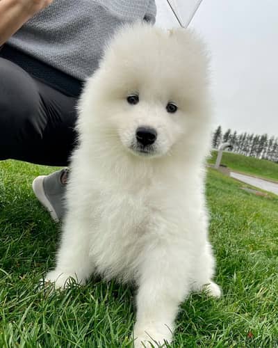 Samoyed