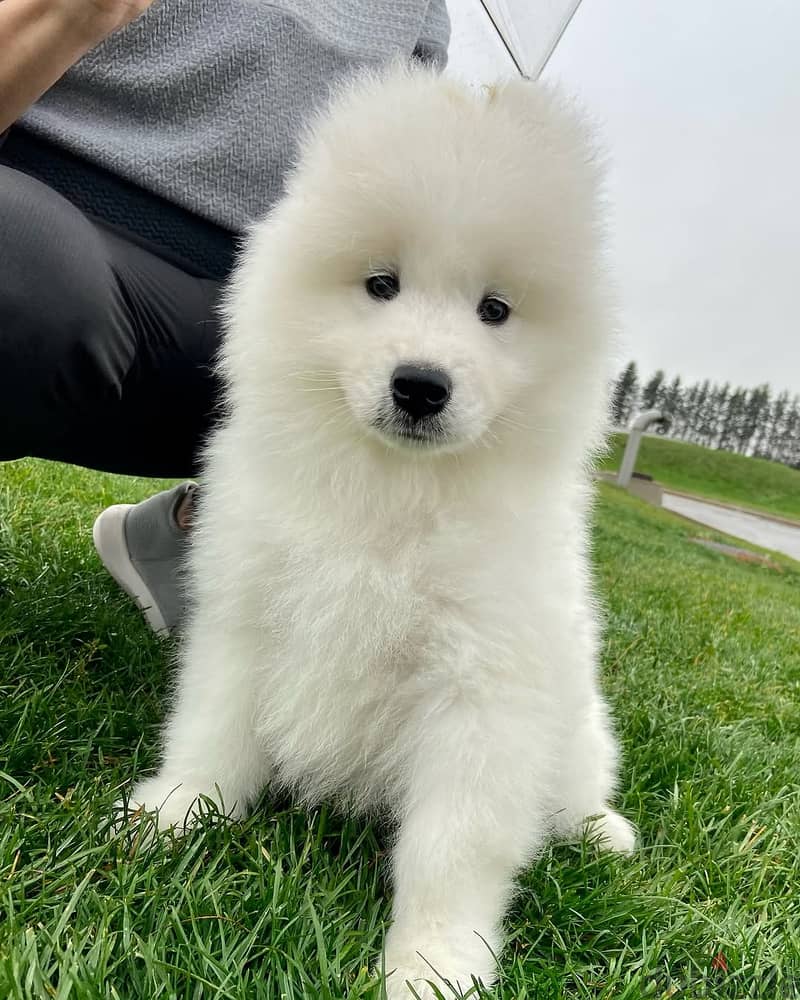 Samoyed puppies// Whatsapp +97455937699 0