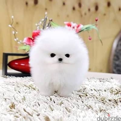 pomeranian puppies// whatsapp +971552543679