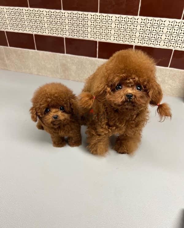 Mini Poodle puppy for sale 1