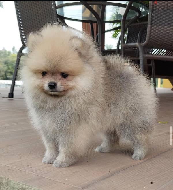 Pomeranian male for sale 0