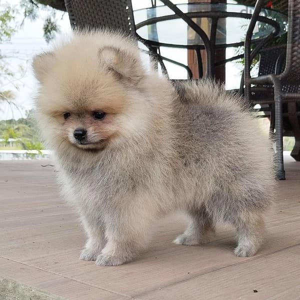 Pomeranian male for sale 1