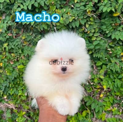 Pomeranian for Sale