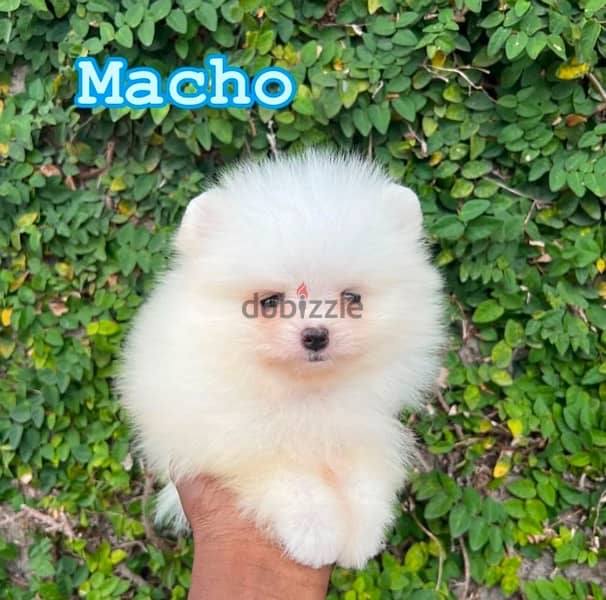 Pomeranian for Sale 0