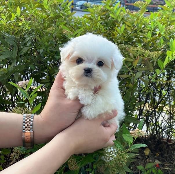 Male Maltese puppy 0