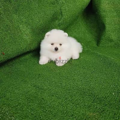 Pomeranian Purebred  puppy