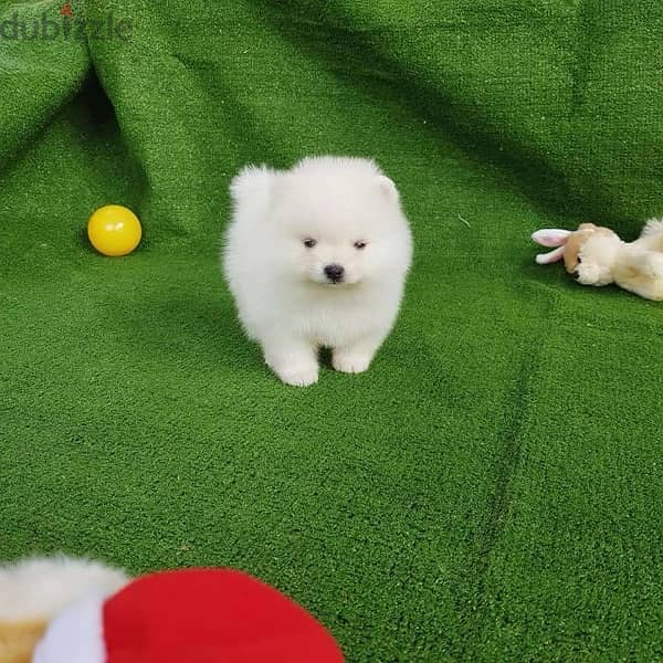 Pomeranian Purebred  puppy 1