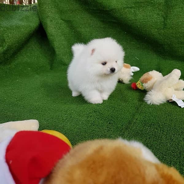 Pomeranian Purebred  puppy 2