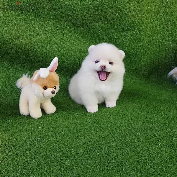 Pomeranian Purebred  puppy 3