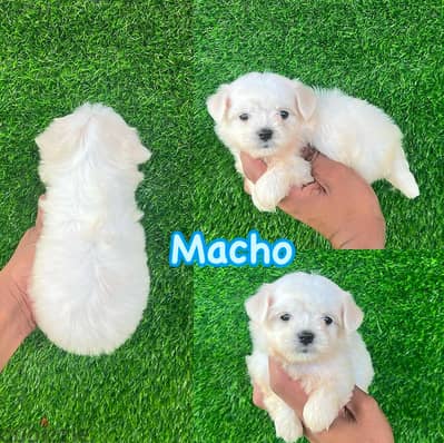 Male Maltese puppy . WhatsApp me ‪ +1 (484) 718‑9164‬