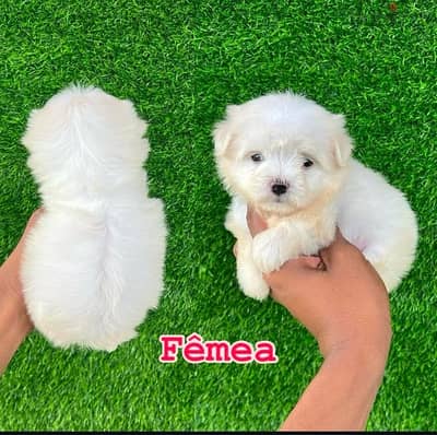 Female Maltese puppy . WhatsApp me ‪ +1 (484) 718‑9164‬