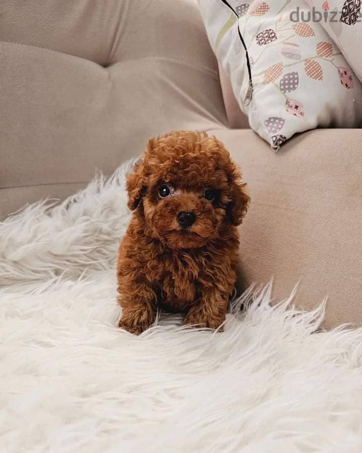 Whatsapp Me +972555074990 Toy Poodle Puppies 0