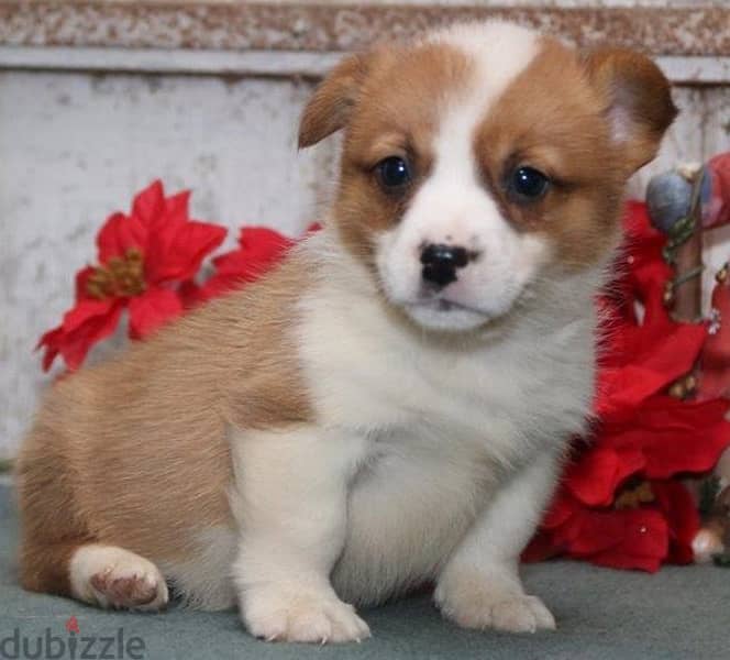 Whatsapp Me +966583921348 Welsh Corgi Puppies 1