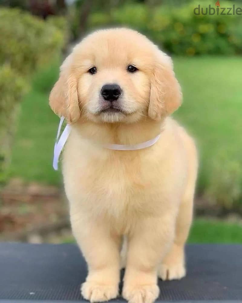 Golden Retriever// WhatsApp +97455937699 0