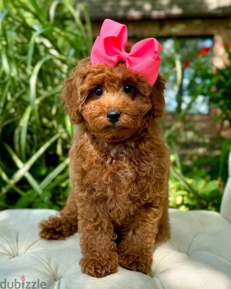 Poodle puppies// WhatsApp +97455937699 0