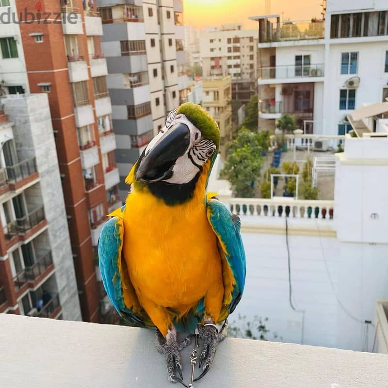 Macaw parrot// Whatsapp +97455792932 0