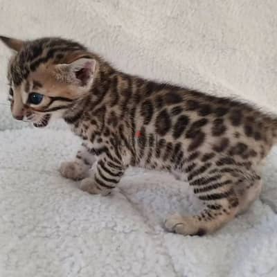 Bengal kitten// Whatsapp +97455937699