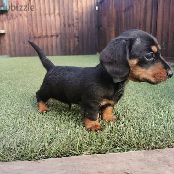 Daschund puppies// WhatsApp +97455937699 0