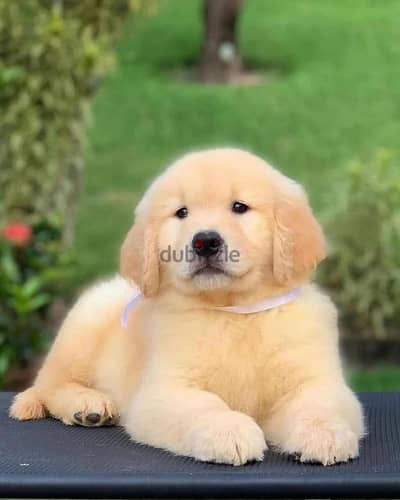 Golden Retriever //whatsapp +971552543679