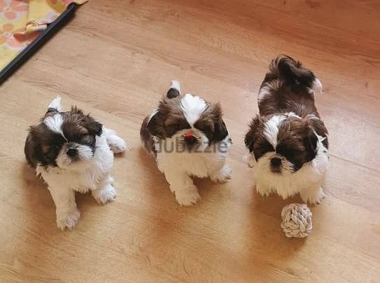 Whatsapp Me +966588993320 Shih Tzu Puppies 0