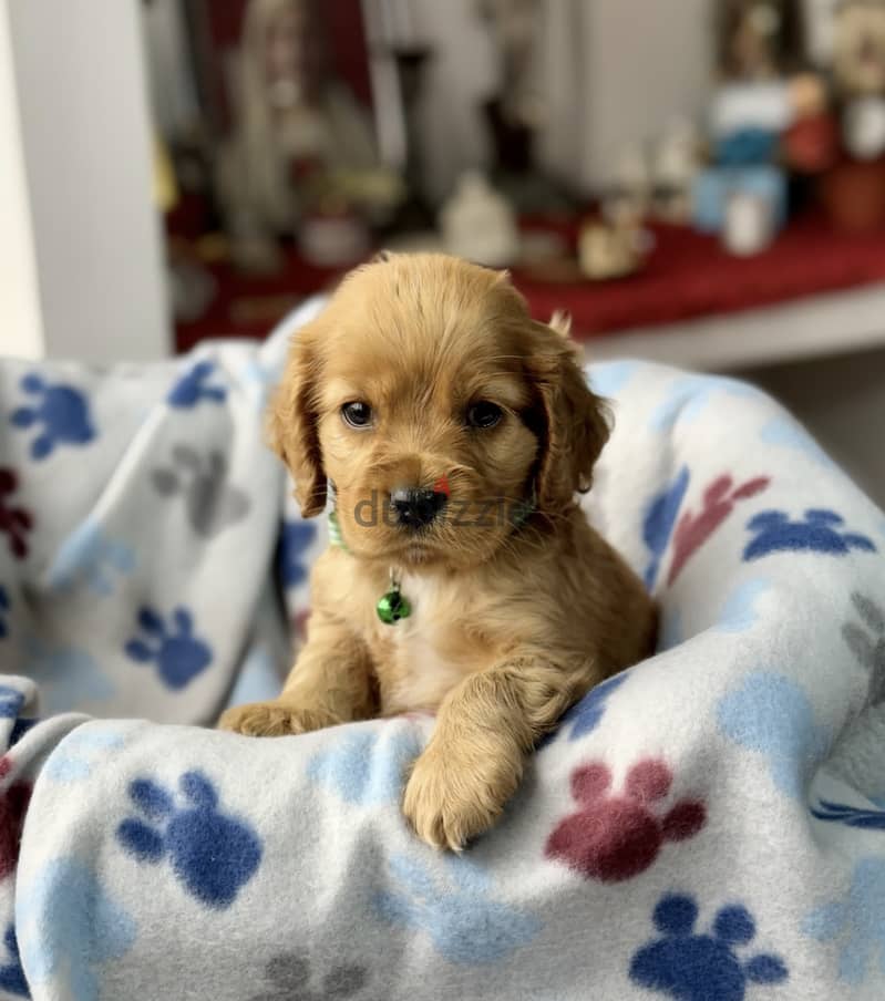 Cocker Spaniel Puppies 0