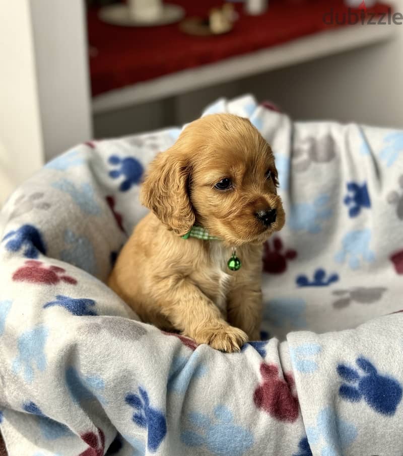 Cocker Spaniel Puppies 1