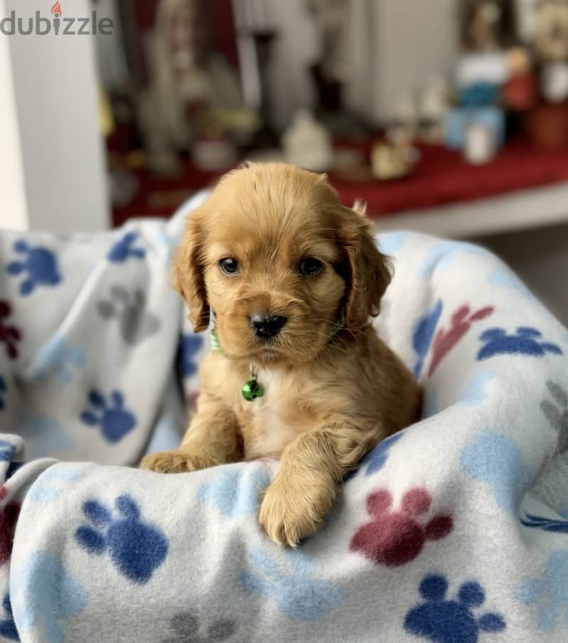 Cocker Spaniel Puppies 2