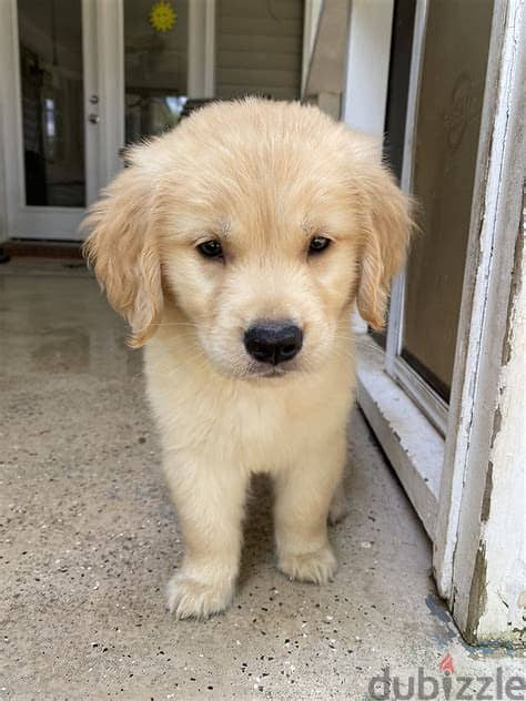 Golden Retriever Puppies  Whatsapp Me +972552992089 0