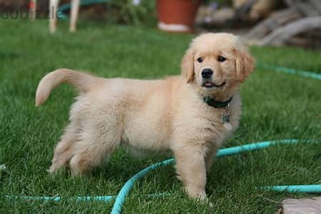 Golden Retriever Puppies  Whatsapp Me +972552992089