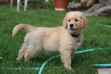 Golden Retriever Puppies  Whatsapp Me +972552992089 0