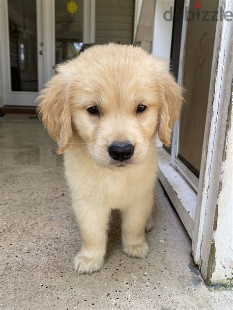 Golden Retriever Puppies  Whatsapp Me +972552992089 1