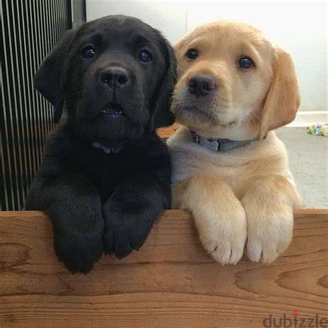 Labrador Retriever Puppies Whatsapp me +972553390216. 1