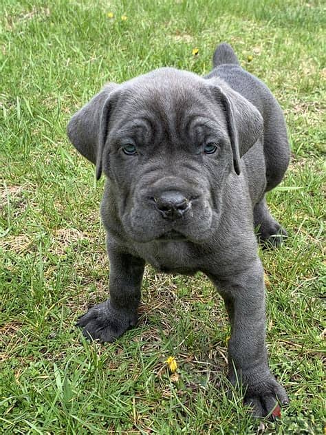 Cane Corso Puppies   Whatsapp Me +972552992089 1