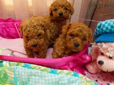 Toy Poodle Puppies Whatsapp Me +972552992089