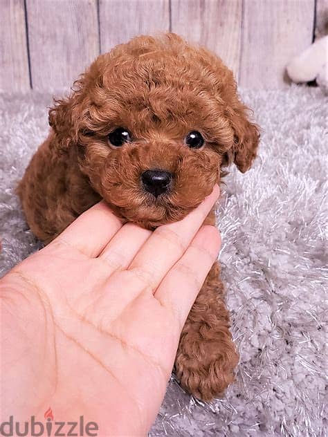 Poodle Puppies . Whatsapp me +972553390216. 1