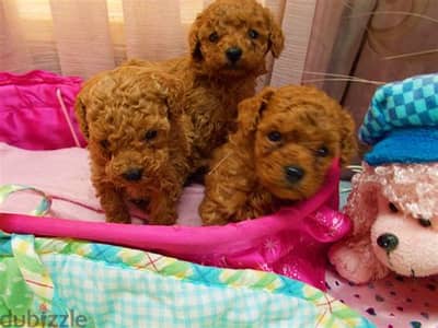 Poodle Puppies . Whatsapp me +972553390216.