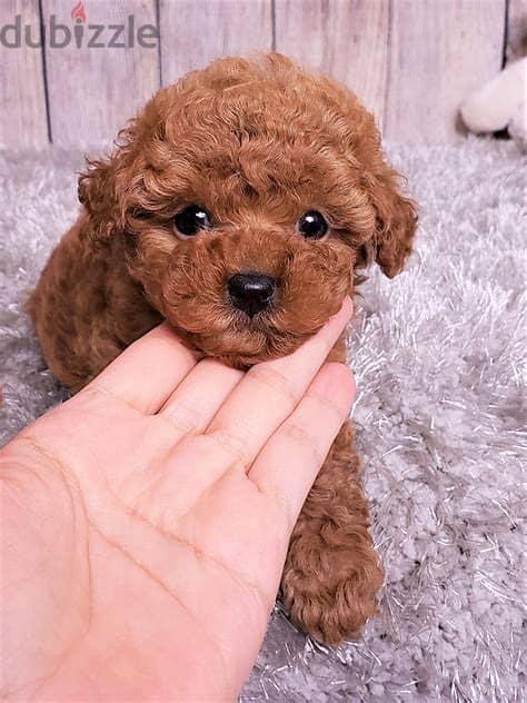 Toy Poodle Puppies Whatsapp Me +972552992089 1