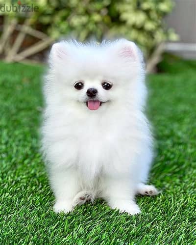 Pomeranian Puppies Whatsapp me +972553390216.