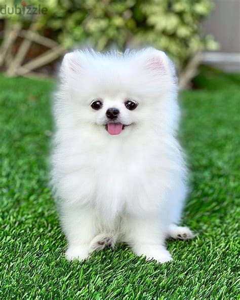 Teacup Pomeranian Puppies Whatsapp Me +972552992089 0