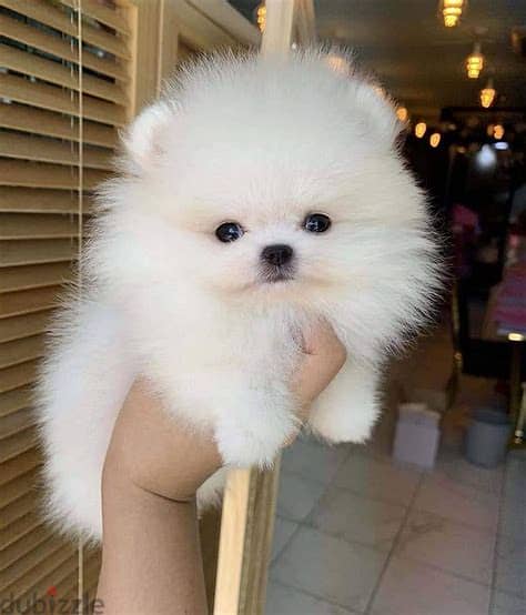 Teacup Pomeranian Puppies Whatsapp Me +972552992089 1