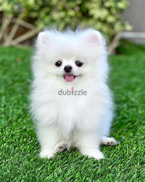 Teacup Pomeranian Puppies Whatsapp Me +972552992089 1