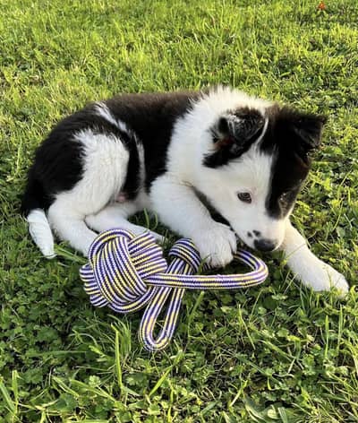 Border Collie available