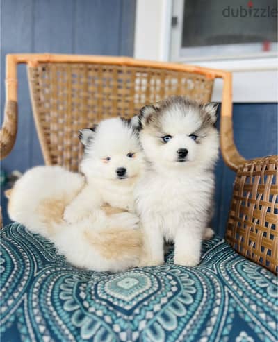 Pomsky Puppies Available