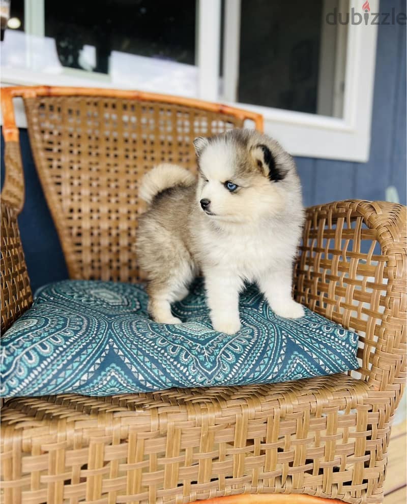 Pomsky Puppies Available 1