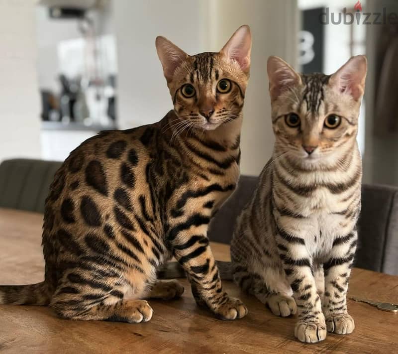 Bengal kittens// Whatsapp +971552543679 0