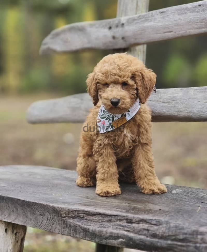 Magnificent French Poodle puppies 0