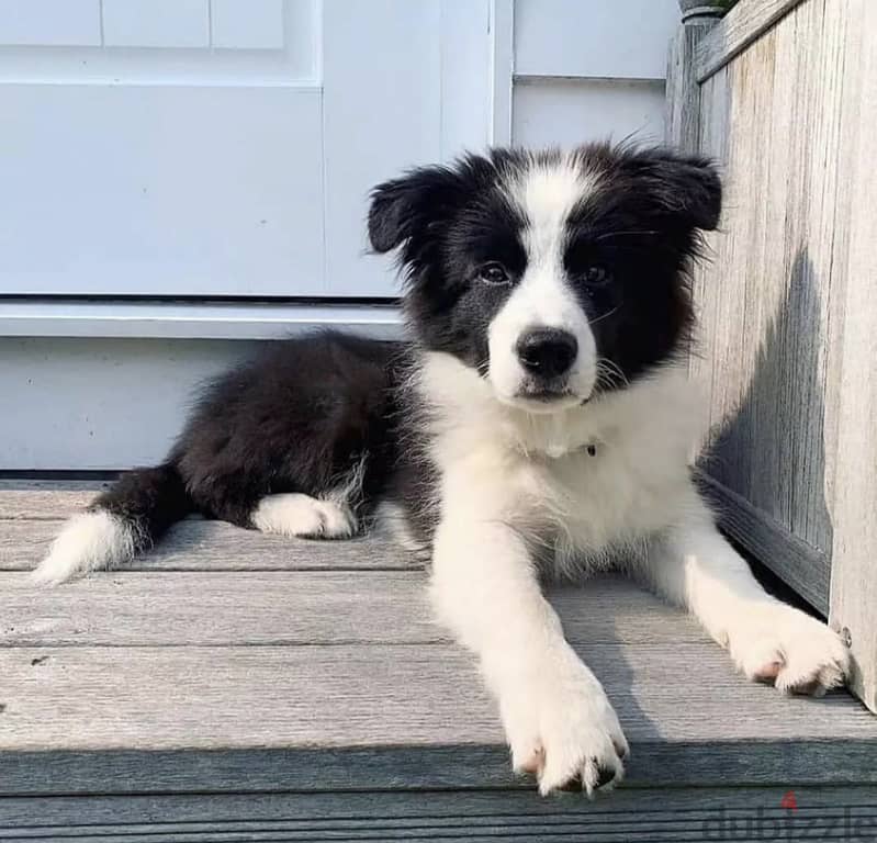 Healthy Border Collie Puppies 0