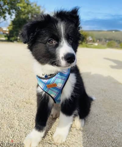 Sensitive Border Collie Puppies now available