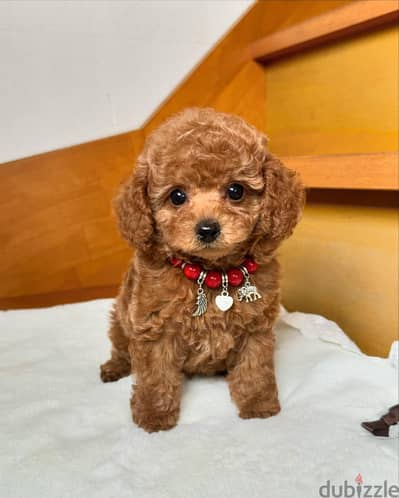 Poodle puppies// Whatsapp +97455937699